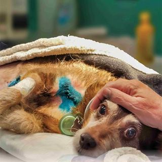 Ad Alba arriva il documentario Altri Animali di Guido Votano