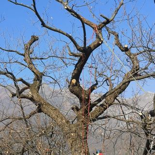 Confagricoltura: “Prove in campo. Gestione potatura del castagno”, a Caraglio un evento per aziende e operatori