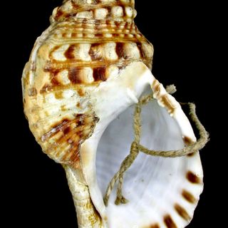 Alba: “I Tritoni del Roero” premiati al Museo civico Federico Eusebio