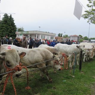 A Cherasco la Fiera del Vitello grasso celebra l'edizione numero 91