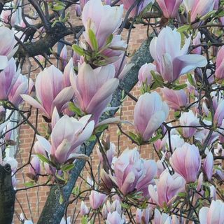La magnolia sbocciata nel giardino della Madonna dei Fiori di Bra