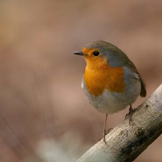 (Foto Enrico Ruggeri)