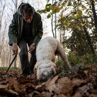 La cerca del tartufo (Foto Langhe Experience)