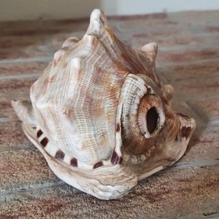 Il “Segreto della conchiglia”: a Magliano Alfieri una caccia al tesoro nel castello tra gioco e curiosità Il “Segreto della conchiglia”: a Magliano Alfieri una caccia al tesoro nel castello tra gioco e curiosità