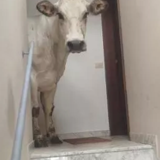 A Limone un bovino entra in un condominio, gli allevatori: "Grazie alle autorità che sono intervenute per aiutarci e ai cittadini per la comprensione"