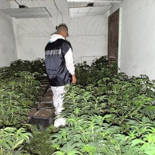 Alcune immagini piantagione scoperta dai Carabinieri di Bra a Vigliano d'Asti