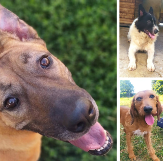 Alcuni dei tanti ospiti del Rifugio Pinco Pallino di Fossano Alcuni dei tanti ospiti del Rifugio Pinco Pallino di Fossano