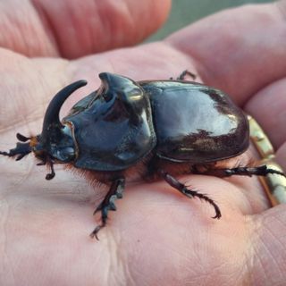 Uno scarabeo rinoceronte