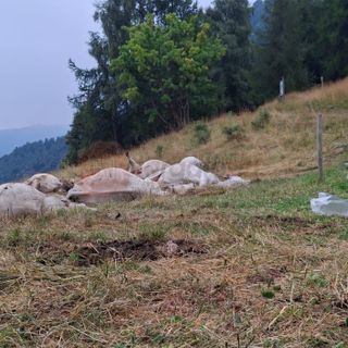 Strage di bovini a Oncino, il Comune lancia una raccolta fondi per l'allevatore