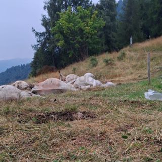 Un'intossicazione acuta la causa più probabile della strage di bovini a Oncino Un'intossicazione acuta la causa più probabile della strage di bovini a Oncino