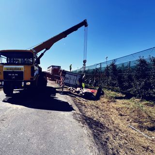 Rimorchio carico di maiali si ribalta a Lagnasco: morti dieci animali