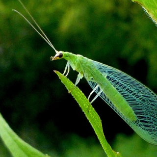 Un esemplare di crisopa Un esemplare di crisopa