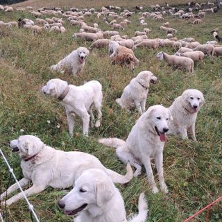 "Le nostre Tex, Nebbia e Giada morte in meno di mezz'ora": probabile avvelenamento per tre cani da guardiania sulle alture di Demonte