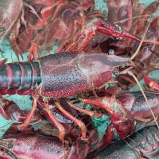 Incontri ravvicinati con il gambero rosso della Louisiana, niente di tenero… anzi