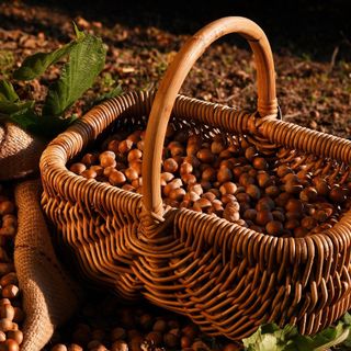 La nocciola piemontese IGP delle Langhe - fotografia dell'Ente Fiera della Nocciola