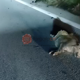 Sette cinghiali investiti e ammazzati sulla Statale 28 a Garessio