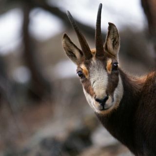 Abbatte camoscio all'interno delle Aree Protette delle Alpi Marittime: cacciatore denunciato dai guardiaparco