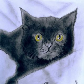 Gatto nero, opera di Roberto Ratto