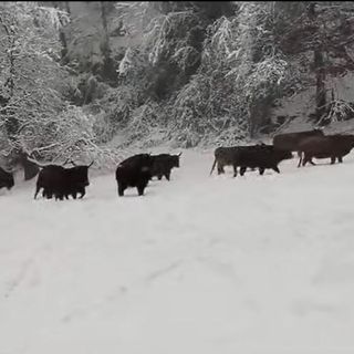 Le immagini dal video pubblicato ieri sulla pagina Instagram ufficiale del Parco Safari delle Langhe