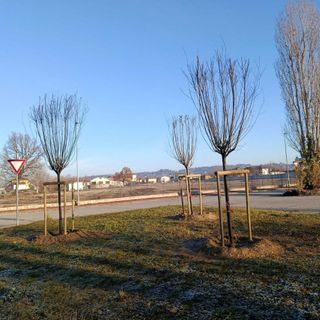 Bra: verde urbano, al via il programma di interventi della stagione invernale
