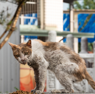 Amici di Zampa: “Sterilizziamo oggi, per non rincorrere l’emergenza domani”