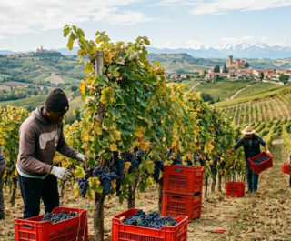 La Regione ha stanziato, nei giorni scorsi,  73 mila euro per sostenere interventi di sistemazione temporanea dei lavoratori agricoli stagionali