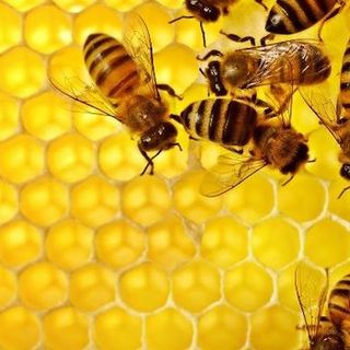 Oggi ricorre la Giornata mondiale delle Api