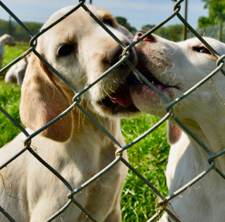 Amici di Zampa: porte aperte domenica 29 settembre