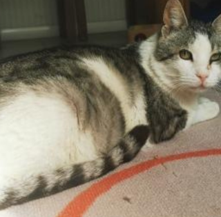 Il gattile di Alba lancia un appello contro la FIP