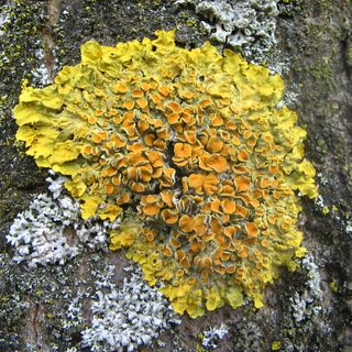 Il rapporto tra licheni e alberi da frutto in un seminario del Comizio Agrario di Mondovì