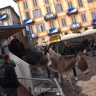 Alba, domenica c'è il Palio. Ecco le modifiche alla viabilità