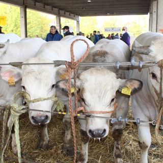 Alba, i vincitori della “Grande rassegna di bovini piemontesi”