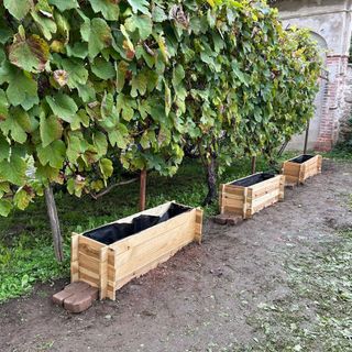 A Ceva gli studenti della scuola primaria si prendono cura dell'orto didattico