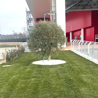 L'albero posato dalla Fondazione Nuovo Ospedale