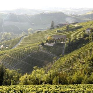 Le colline del Moscato (Ph. Consorzio dell'Asti)