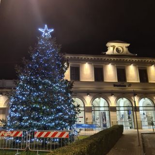 Addobbi natalizi a Bra per la magnolia di piazza Roma Addobbi natalizi a Bra per la magnolia di piazza Roma