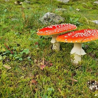 Con l'autunno (e la raccolta nei boschi) tornano i casi di intossicazione da funghi