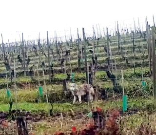 Il lupo solitario avvistato in via Carzello a Diano d'Alba