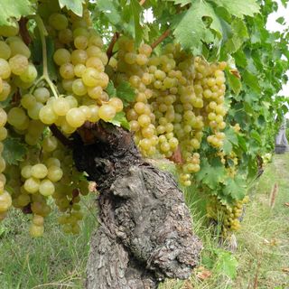 Conterno (Cia Cuneo): "Su dazi e 'superi' al 20 per cento si sta scherzando col fuoco. Il primo fronte è quello del Moscato" Conterno (Cia Cuneo): "Su dazi e 'superi' al 20 per cento si sta scherzando col fuoco. Il primo fronte è quello del Moscato"