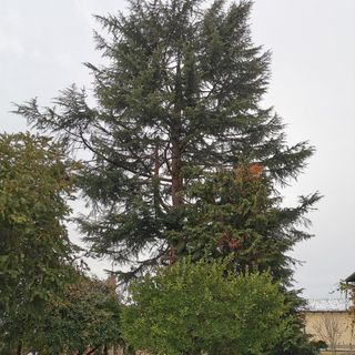 Il cedro dell'Himalaya nel giardino del Museo Craveri.