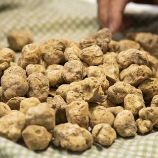 Un 2021 da record per il tartufo in Italia