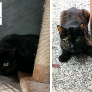 Dopo una vita in famiglia, adesso vivono in gabbia da Amici di Zampa