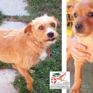 Luna e il suo cucciolo Coran aspettano una famiglia che li accolga Luna e il suo cucciolo Coran aspettano una famiglia che li accolga