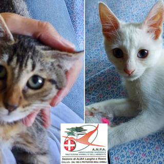 Blanco e Bia sono due fratellini inseparabili, cuccioli di circa due mesi