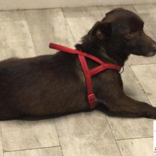 Giovane, bello, affettuoso, socievole: Tito è un cane praticamente perfetto