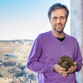 Il veterinario Massimo Vacchetta, da otto anni gestisce il centro recupero ricci "La Ninna" di Novello