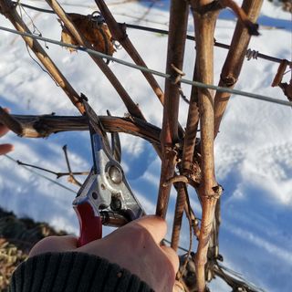 Operazioni di potatura (Foto Archivio): si insegna anche questo all'Accademia della vigna