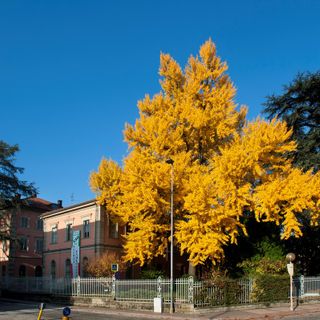 Presente e passato da festeggiare con lo sguardo al futuro per l'istituto enologico Umberto I di Alba