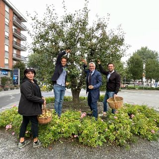 Il sindaco di Alba Carlo Bo con l'assessore Emanuele Bolla (terzo e quarto da sx), insieme al primo cittadino di Guarene Simone Manzone e all’assessore con delega all’Agricoltura Monica Albesano, intenti alla raccolta delle pere Madernassa