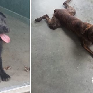 Calimero e Mello vi invitano a fare un pò di spesa anche per i cani meno fortunati